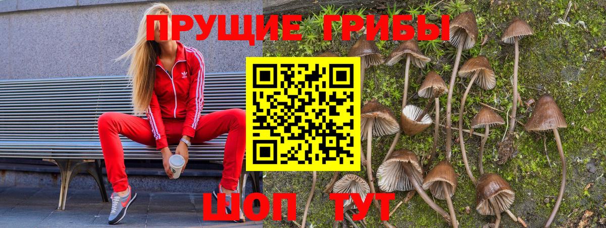 Псилоцибиновые грибы мицелий Шахты